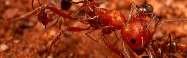 Sićušni mravi postaju higijeničari uvlačeći se u čeljusti većih mrava i čisteći ih