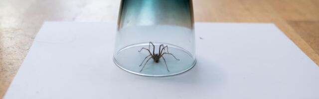 Uz ovaj jeftin trik paukovi će zaobilaziti vašu kuću u širokom luku: Sve što vam je potrebno već imate u kući