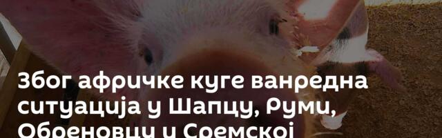 Због афричке куге ванредна ситуација у Шапцу, Руми, Обреновцу и Сремској Митровици