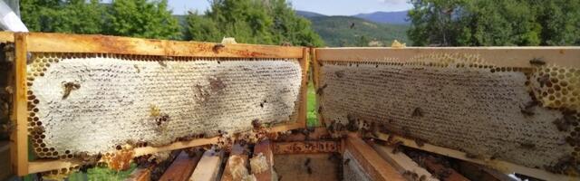 Masovna uginuća pčela u Srbiji pogodila i Jablanički okrug