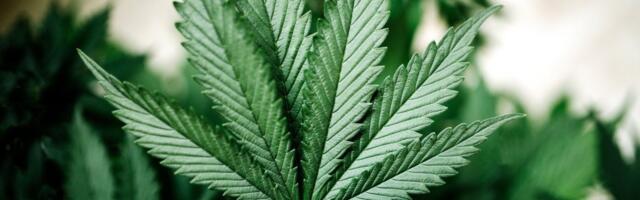 Pronađen zasad sa 131 stabiljkom kanabisa: Policija uhapsila dvojicu dilera