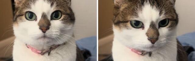 Zašto je mačka Princeza Linkoln Log posebna? Njena njuška krije prazničnu šaru, uverite se i sami