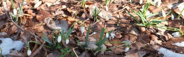 Da li je zima zvanično gotova: Evo šta nas čeka u martu!