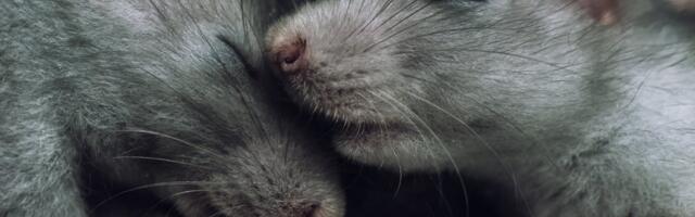 Naučnici rekonstruisali filmove na osnovu moždane aktivnosti miševa