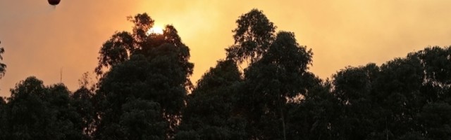 Isparenja posle šumskih požara štetnija su i od izduvnih gasova vozila