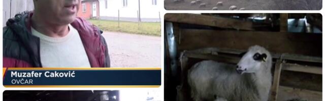 Psi lutalice na Pešteru kolju na desetine grla stoke: Muke stočara nikoga ne interesuju (Video)