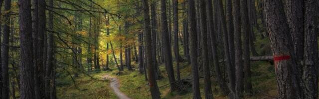 Najtvrđe drvo na svetu: Biljni titan jači od čelika