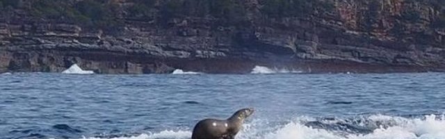 BEZ NJE NE MOGU! Foka prati ronioce u stopu (Video)