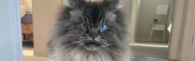 (VIDEO) Merlin je namrgođeni mačak i velika zvezda instagrama