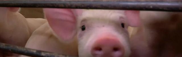 Dogovoreno iseljenje farme svinja „Temerin Agrar“ do kraja godine