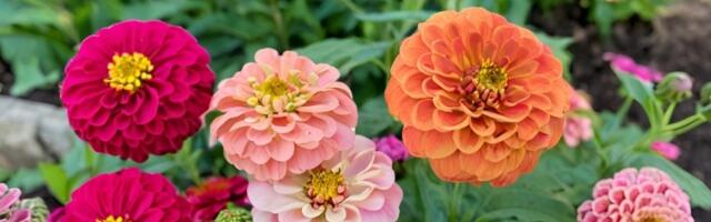 Rastvor od kojeg će cveće u bašti rasti kao ludo: Odličan i za sobne BILJKE