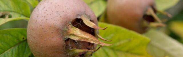 EVO ŠTA LEČI ŠAKA MUŠMULA: Sada ih ima U SVAKOJ RADNJI, direktno "UDARAJU" na OVU BOLJKU! Spas je za...