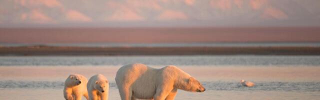 Težak život mladunaca na Arktiku: Polarna medvedica šokirala naučnike, videla ga je na obali samog kako plače...