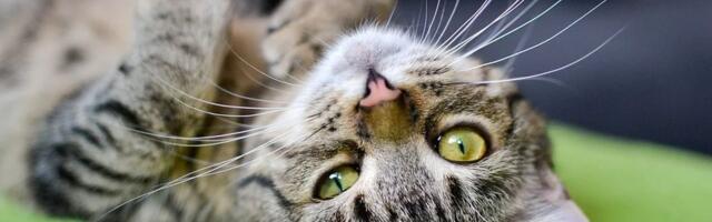 Tajna mačjeg prizemljenja: Zašto se mačke uvek dočekuju na šape?