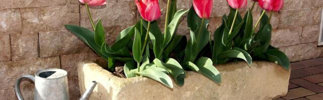 Ako lale niste posadili u jesen, možete to uraditi sada: Evo kako će procvetati za nedelju dana
