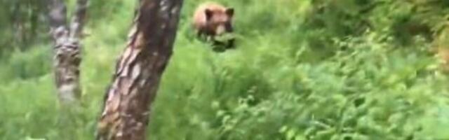 "UMREĆEMO, ZAISTA ĆEMO UMRETI" Planinari oči u oči sa grizlijima - jedan se našao ispred, jedan iza njih, a onda...