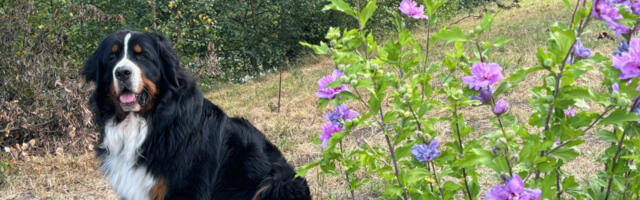 Nova nada za duži život pasa: Pilula koja bi produžila život ljubimaca i do 24 ljudske godine