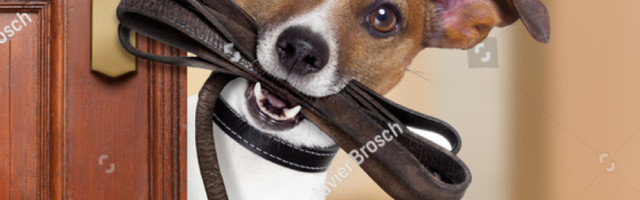 Ovih pet rasa retko pušta glas