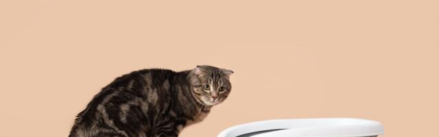 Kako izgleda dijagnostika i lečenje MEGAKOLONA kod mačaka: Sve što treba da znate o ovom problemu