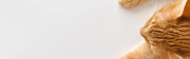 Ništa tužnije danas nećete videti: Scena kada je mačak shvatio da je njegov prijatelj preminuo će vas rasplakati! (VIDEO)