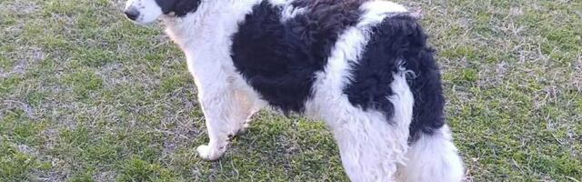 Udomi, ne kupuj: Boni najviše voli da deli poljupce i pažnju