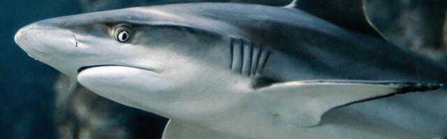 Ajkule na Bahamima pozitivne na kokain i kofein