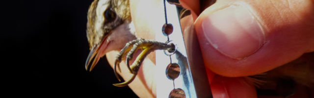 Izložba u Prirodnjačkom muzeju Seobe i opstanak