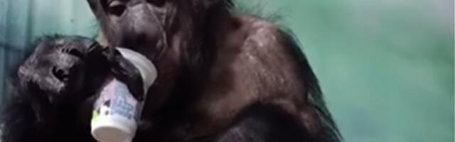 SAMA SVAKI DAN SPREMA SEBI OBROK I SVE POČISTI: Jagodinska šimpanza Megi pravo čudo! (VIDEO)