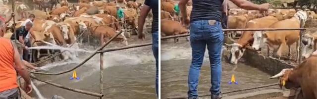 STIGLA VODA NA SUVU PLANINU Životinje spašene, meštani upozoravaju da problem ostaje! (VIDEO)