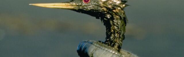 Становници Одесе доносе у градски зоо више од 200 птица запрљаних због изливања уља