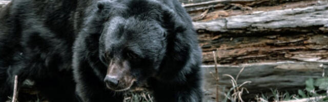 Медвед напустио привремени дом након 37 дана