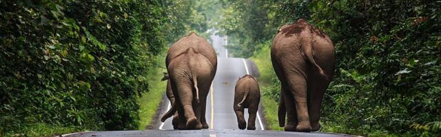 Slon usmrtio turistu u Nacionalnom parku na Tajlandu: Divlja životinja je ranije ubila još 2 osobe