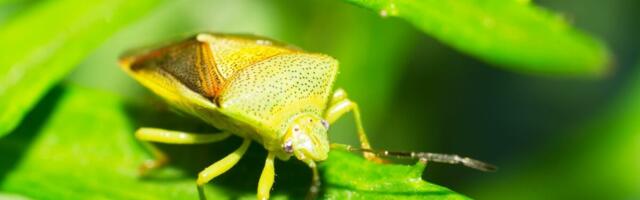 "SAMO MI JE ONA FALILA" Srbi USLIKALI OVAKVU SMRDIBUBU, SVI SE PITAJU ODAKLE ONA TU! Biolog OTKRIO ISTINU! (FOTO)