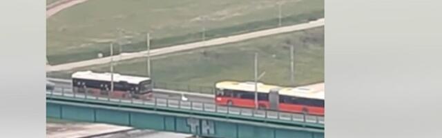I labud se protivi uklanjanju Savskog mosta (VIDEO)