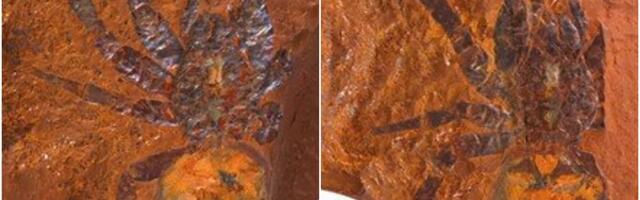 Otkriven fosil džinovskog pauka vratara iz praistorije