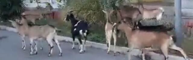 Da li je i ovo dokaz da je Beograd metropola? (VIDEO)