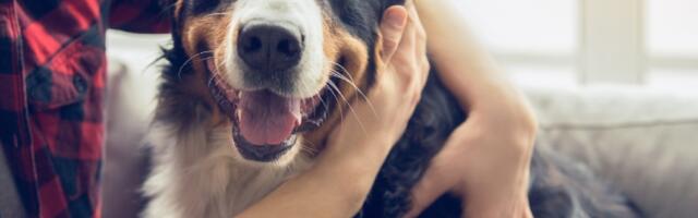 Zašto ne treba da grlimo naše pse?