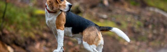 4 rase pasa ne laju i ne prave buku! Idealni LJUBIMCI za stanove