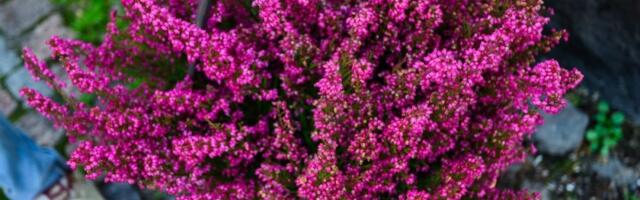 Ovom cveću ni zima ne može ništa: Raskošno cveta sve do proleća (FOTO)