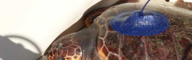 Гумушин миграциони пут од 24.000 километара