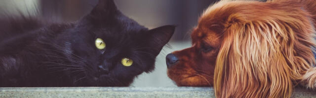 U Dubaiju sve više napuštenih kućnih ljubimaca, azili prepuni