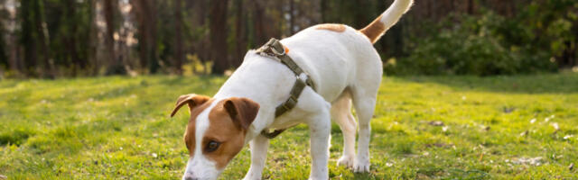 Na jednu stvar posebno obratite pažnju: Stručnjaci objašnjavaju zašto psi češće povraćaju u proleće