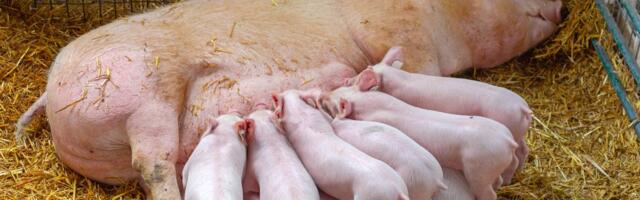 Šta bi se desilo sa životinjama u domaćinstvima ako bismo svi postali vegani: Retko kome padne na pamet