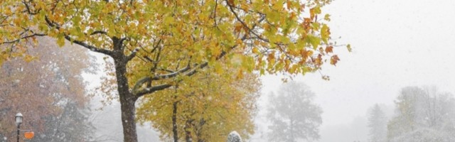 Posipaju grad talogom kako bi pomogli kafićima, ali i psima!