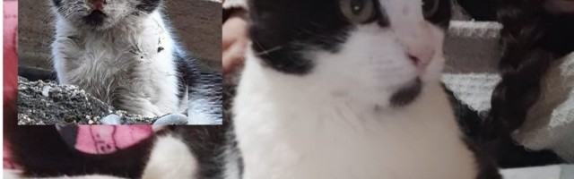 AVA JE IZBEGLA SMRT PRŽENJEM STRUJOM: Sada joj tražimo dom