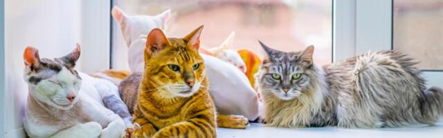 5 egzotičnih rasa mačaka koje možda niste videli do sada