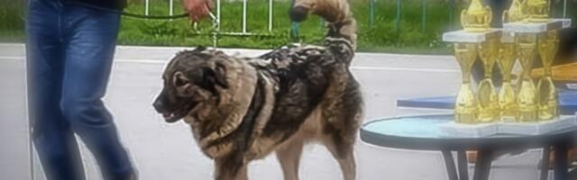 Niš domaćin Državnog prvenstva za šarplanince