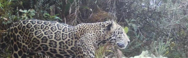 Хондурас: ретка врста јагуара снимљена први пут за скоро десет година