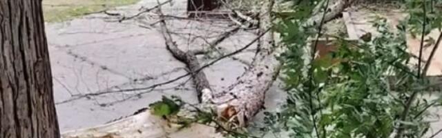 Pala velika grana u dvorištu niškog vrtića (VIDEO)