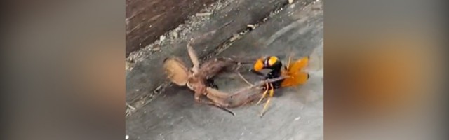 Sukob pauka i ose do smrti: Ko će pobediti? (VIDEO)